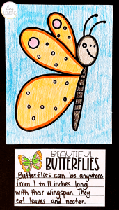 directed drawing butterfly