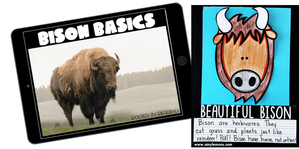 bison reader drawing
