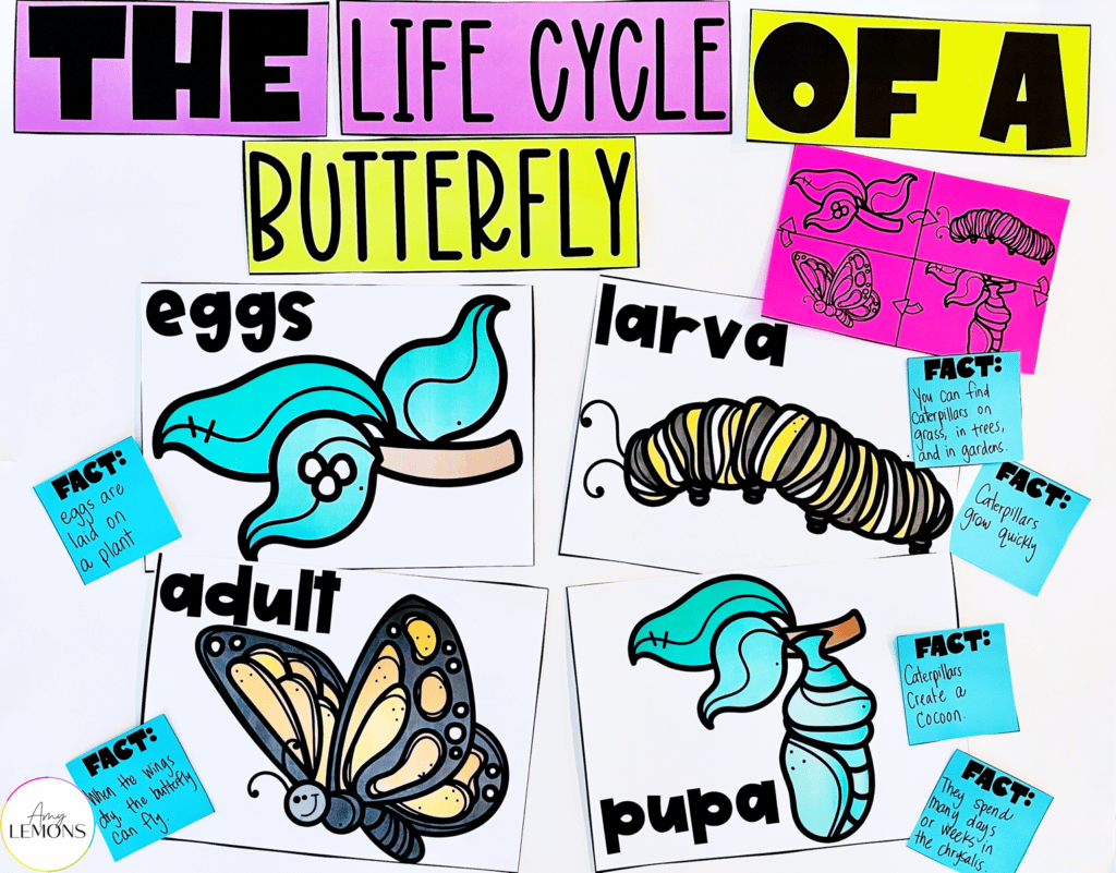 life cycle of a butterfly chart