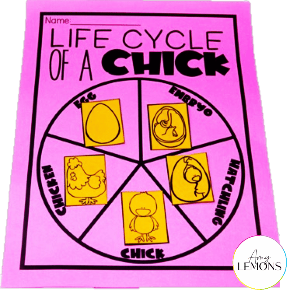 life cycle of chick