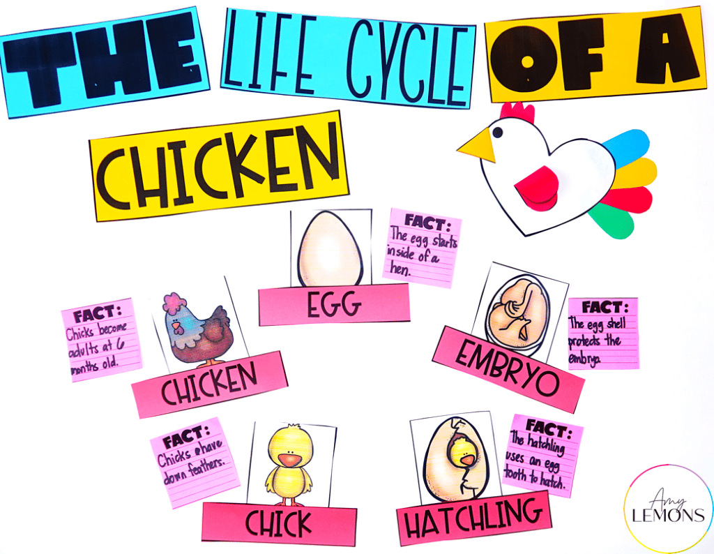 life cycle of chick anchor chart