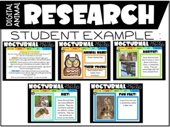 Digital and Printable Nocturnal Animal Directed Drawings and Research 2